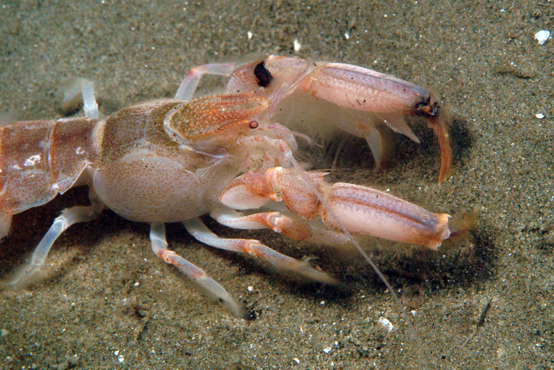 Upogebia tipica